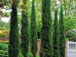 Ялівець скельний-сорти — опис з фото), застосування в ландшафтному дизайні, посадка і догляд