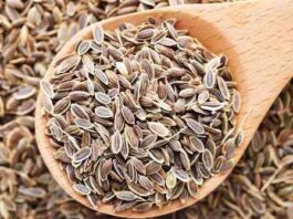 Вирощування кропу в теплиці