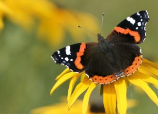 Червоний Адмірал Метелик: Знайшов аж від Європи на Гаваї