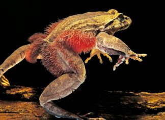 Жаба для волосся має кісткові кігті