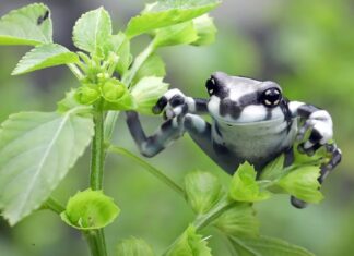 Амазонська молочна жаба: названа за захист, а не за колір