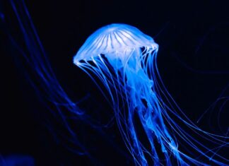 Сині медузи мають спеціалізовані тканини для очей, мозку тощо