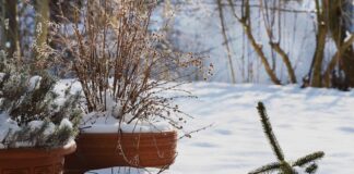 Принесення кімнатних рослин у приміщення: посібник із виживання взимку