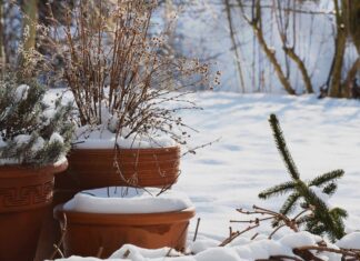Wnoszenie roślin doniczkowych do domu: przewodnik przetrwania w zimie