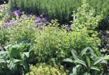 Догляд за травами взимку: обрізка для успіху 🌿