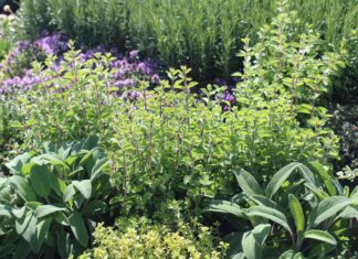 Perawatan Kebun Ramuan Musim Dingin: Memangkas untuk Sukses 🌿