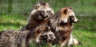 Єнот: де реальність зустрічається з міфом у Японії