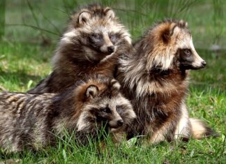 Mýval: kde se realita setkává s mýty v Japonsku