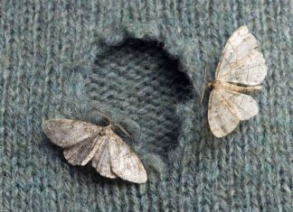 Melindungi Sweater Anda: Panduan Pencegahan Ngengat