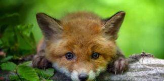 Як звуть лисенят? Пояснення термінів: лисенята, цуценята та дитинчата