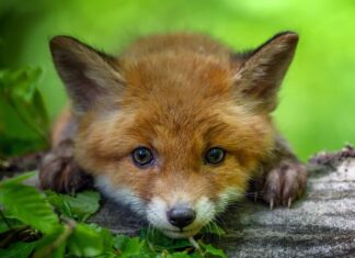 ¿Cómo se llaman las crías de zorro? Kits, cachorros y cachorros explicados