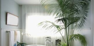 Невибагливі кімнатні рослини для темних кімнат: порада досвідченого садівника