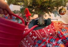 Як зберегти ялинку свіжою: поради експертів для яскравого свята