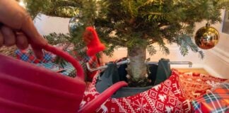 Як зберегти ялинку свіжою: поради експертів для яскравого свята