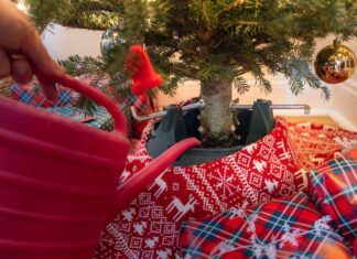 Как Сохранить Рождественскую Ёлку Свежей: Советы Экспертов для Яркого Праздника