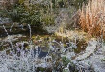 Недооцінений крок до успішного зимового саду: мульчування