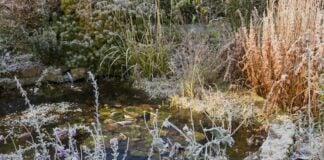 Недооцінений крок до успішного зимового саду: мульчування