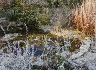 Langkah Terabaikan Menuju Kesuksesan Winter Garden: Mulsa