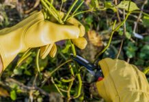 Winter Rose Propagation: A Guide to Stronger Blooms Next Season