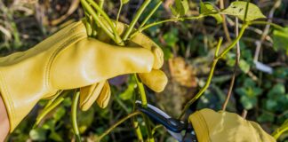 Розмноження зимових троянд: Посібник до більшого цвітіння наступного сезону