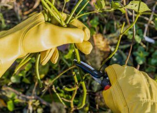 Propagace zimních růží: Průvodce více květy v příští sezóně