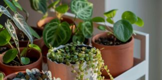 Вибір правильного горщика: розмір, матеріал і дренаж