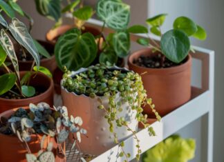 Výběr správného květináče: velikost, materiál a drenáž