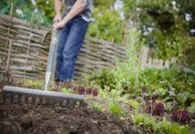 Рання підготовка саду: 5 завдань для щедрого весняного врожаю