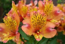 Довговічні квіти: посібник із живих і міцних бутонів