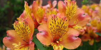 Довговічні квіти: посібник із живих і міцних бутонів