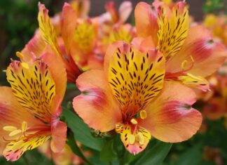 Długotrwałe kwiaty: przewodnik po żywych i trwałych pąkach