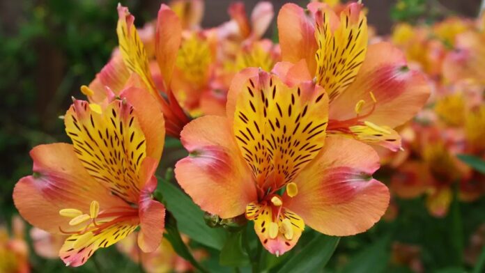 a7e99726-f510-4593-b666-bee97535f916