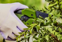 Зимова обрізка: посібник із здорового весняного росту