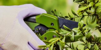 Зимова обрізка: посібник із здорового весняного росту