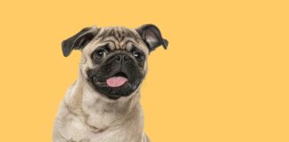 A “Grumble” of Pugs: The Surprisingly Apt Collective Noun