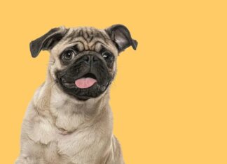 Um “resmungo” de Pugs: o substantivo coletivo surpreendentemente adequado