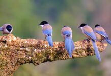 Зграя сорок: цікаве походження назв зграй птахів