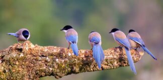 Зграя сорок: цікаве походження назв зграй птахів