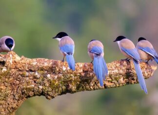 Il male delle gazze: le curiose origini dei nomi collettivi degli uccelli