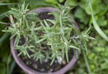 Розмноження розмарину: покроковий посібник зі свіжих трав цілий рік