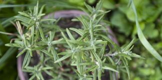 Розмноження розмарину: покроковий посібник зі свіжих трав цілий рік