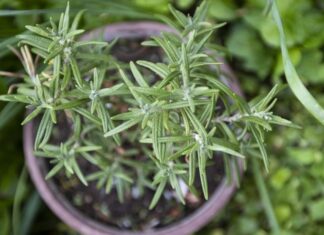 Размножение розмарина: пошаговое руководство для свежих трав круглый год