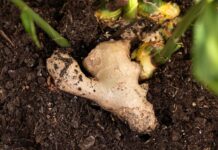 Вирощування імбиру в домашніх умовах: покрокова інструкція