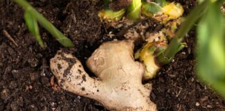 Вирощування імбиру в домашніх умовах: покрокова інструкція