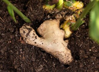 Pěstování zázvoru doma: Průvodce krok za krokem