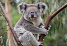 Чому коал не має загальноприйнятої назви для групи