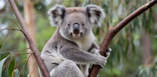 Чому коал не має загальноприйнятої назви для групи