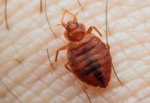 Глобальна Подорож Клопів: Від Стародавніх Витоків до Сучасних Заражень