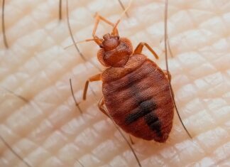 El viaje global de las chinches: desde los orígenes antiguos hasta las infestaciones modernas