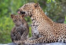 Leopard Leap: дивовижна колективна назва для самотніх котів